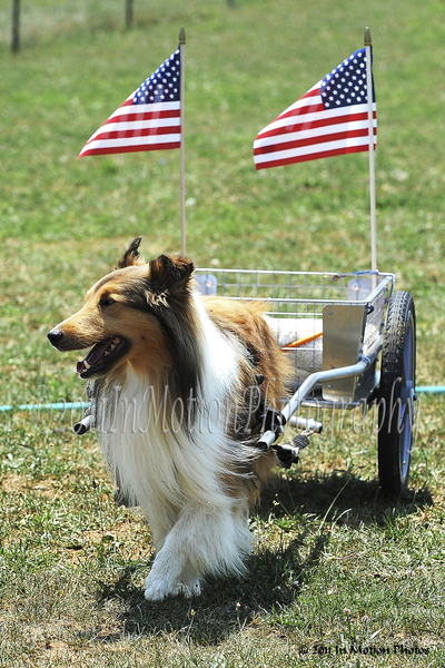 Cordell, from Maryland, as Mr. Patriotism cheerfully pulling his medium size  Custom Dog Cart. photo by In Motion Photos