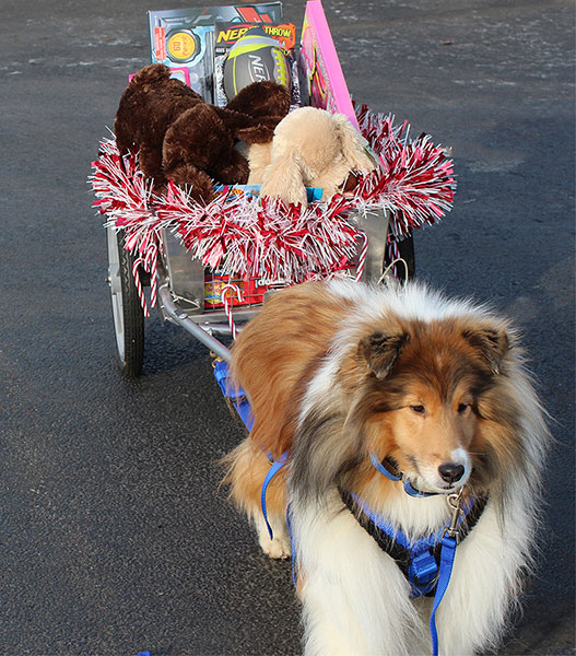 Gavyn loves to cart and his owner in Buffalo, N.Y.
has him carry things in his cart for her.