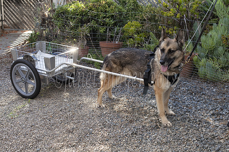 Cora, a German Shepherd from Alaska, nicely
poses with a standard size cart.