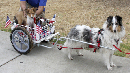Checkmate It's a Cloudy Day, HCT, JHD, HTAD-Is, HT, PT with a puppy in a cart