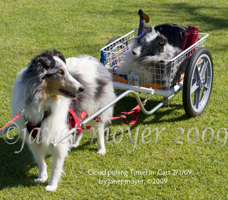 Cloud, pulling 17 year old Tinsel in his cart in Balboa Park, San Diego, Ca