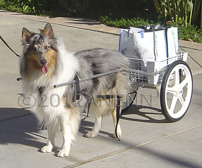 Bailey, a Collie from Poway, California proudly carries produce from the Farmer's Market for his owner. His is  a large cart with 20"wheels.