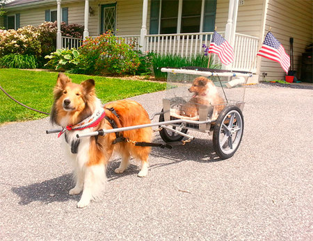 Cordell from Maryland helps out by
taking the puppies for a walk in his Pupmobile. Note the
cage on the cart so they don't fall out.