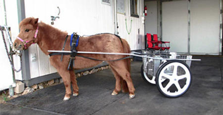 Developed larger cart for a mini-horse at a customer's special request.