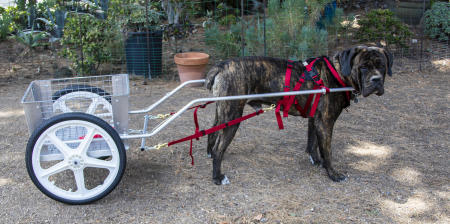Goroth, a Mastiff, is pulling an extra large cart;
shown with 20" wheels
