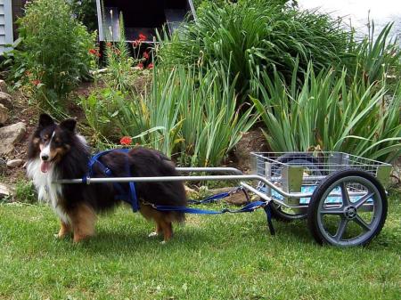 Stormy, a Shetland Sheepdog from Canada illustrating a perfectly balanced cart. He is properly harnessed and the shafts are in the correct position parallel to the ground.