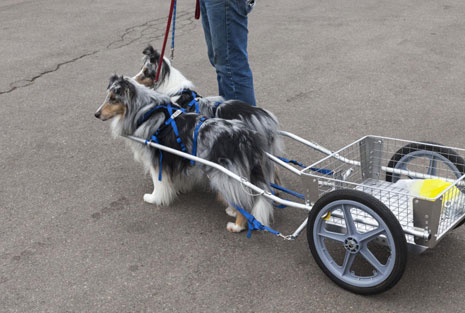 CUSTOM DOG CARTS  Manufacturing and selling the finest dog carts for draft  dog competition and recreation.