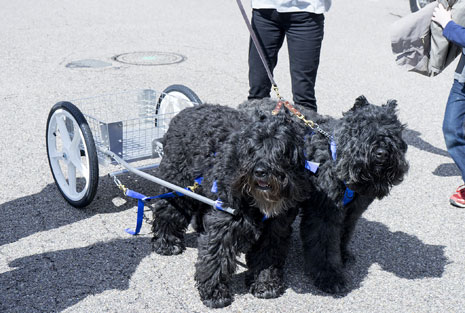 CUSTOM DOG CARTS  Manufacturing and selling the finest dog carts for draft  dog competition and recreation.