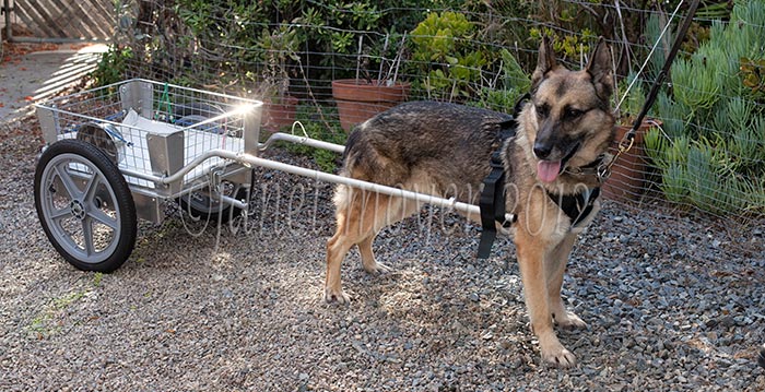 Dog cart