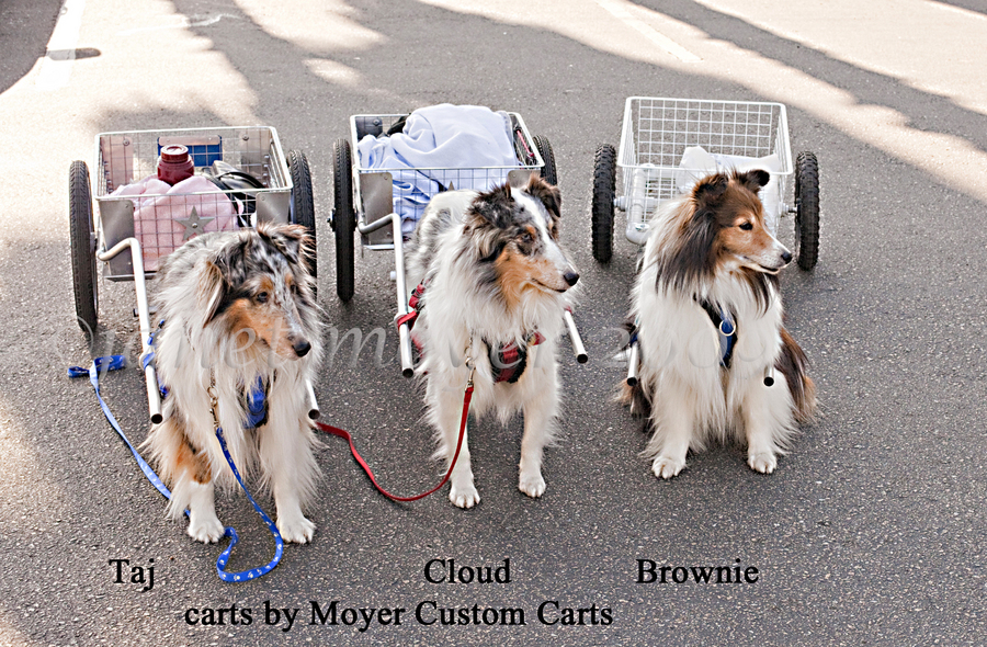 dog harness for pulling wagon