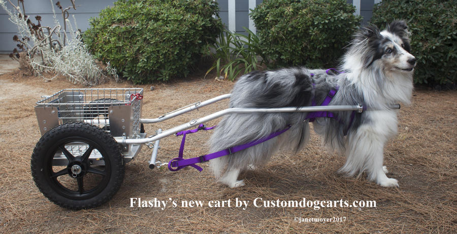 Wilczek Woodworks - custom crafted dog carts, dog wagons & dog carting  equipment