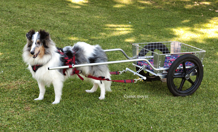New Home Page Gallery 1 CUSTOM DOG CARTS Manufacturing and selling