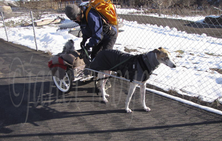 In Idaho, Moss the Greyhound pulls Conner the Schnauzer in his Custom Dog Cart. Note the cold weather gear on both dogs.