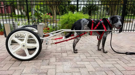 Boone lives in Florida and is a beautiful hound. He has also earned Trick Dog Titles and participates in our annual Easter Bunny Fable on Facebook.