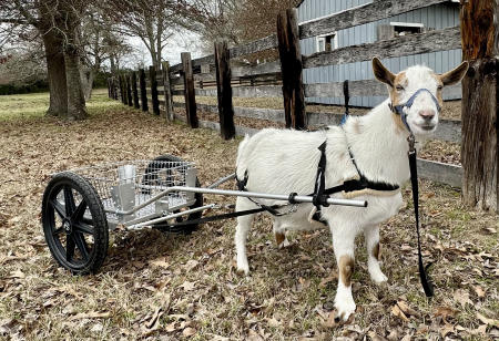 CUSTOM DOG CARTS for Goats! Levi Strauss is a a talented dwarf Nigerian goat who pulls his cart for farm chores and is known for his expertise in doing agility tests.